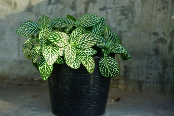 白网纹草的养殖方法，每天接受4-6小时的散射光