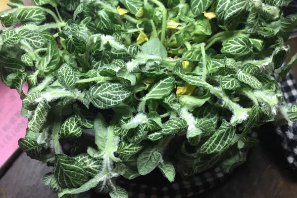 白网纹草的养殖方法，每天接受4-6小时的散射光