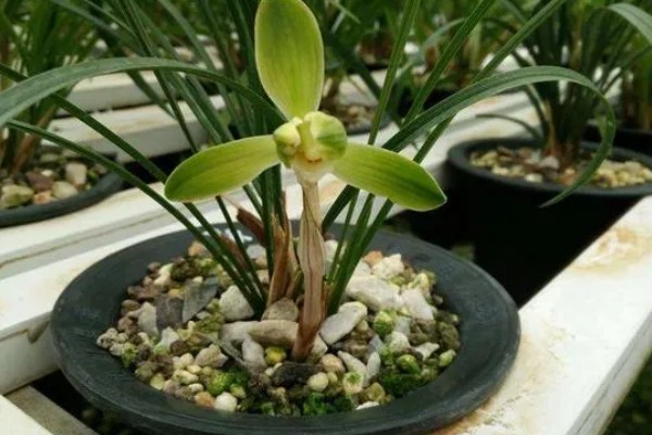 春兰的养殖方法，适宜生长在光照充足的环境中