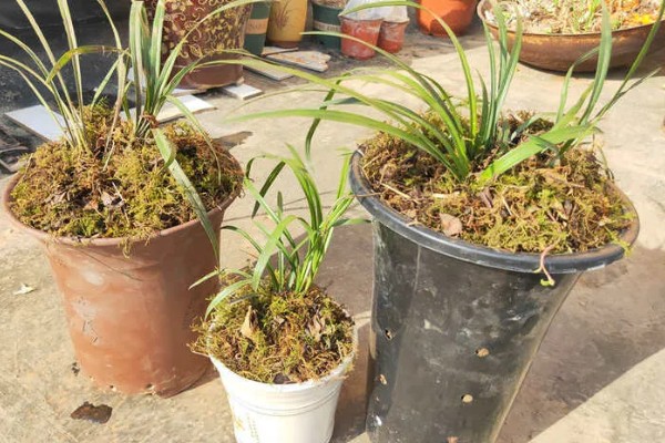 春兰的养殖方法，适宜生长在光照充足的环境中