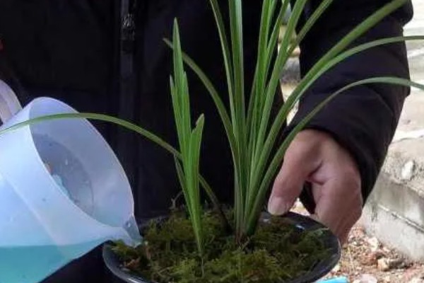 春兰的养殖方法，适宜生长在光照充足的环境中