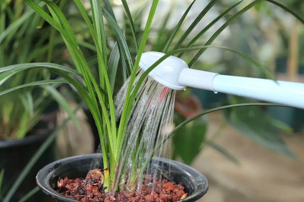 春兰的养殖方法，适宜生长在光照充足的环境中