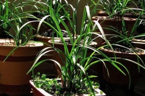 春兰的养殖方法，适宜生长在光照充足的环境中