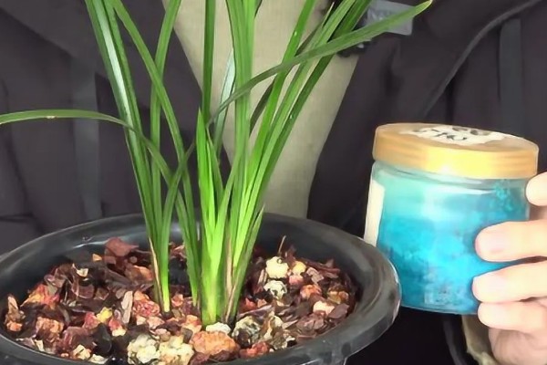 春兰的养殖方法，适宜生长在光照充足的环境中