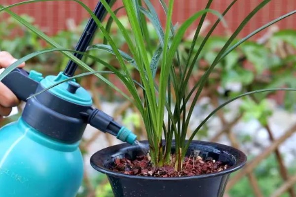 春兰的养殖方法，适宜生长在光照充足的环境中