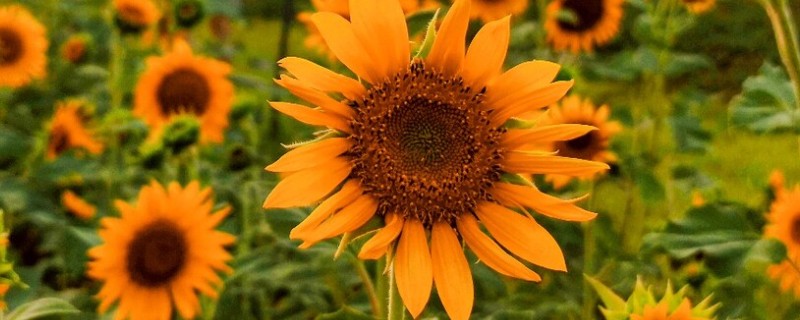 向日葵的花语，寓意忠诚、阳光开朗等