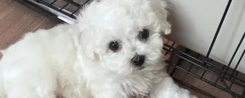 狗狗泪痕的处理方法，建议喂一点蔬菜、奶酪等