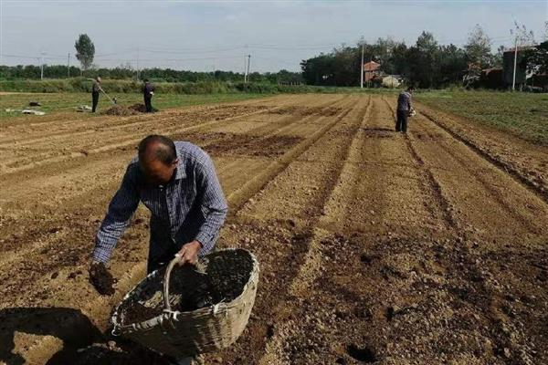 豆角如何种植，每穴点播3－4粒