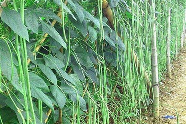 豆角如何种植，每穴点播3－4粒