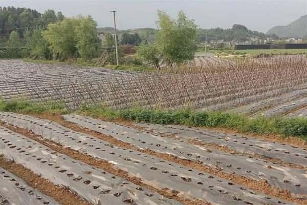 豆角如何种植，每穴点播3－4粒