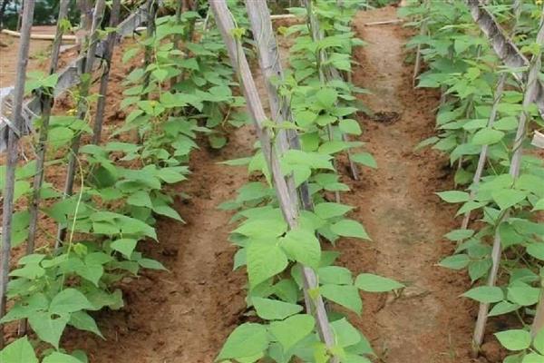 豆角如何种植，每穴点播3－4粒