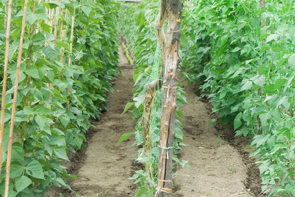 豆角如何种植，每穴点播3－4粒