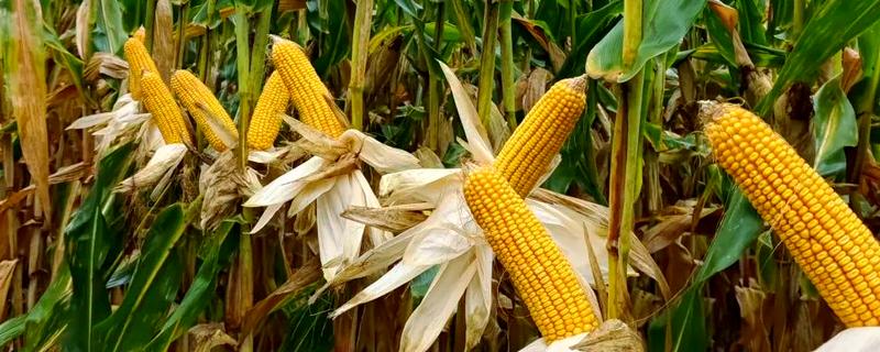 山西玉米品种，推荐君实618、强盛192等