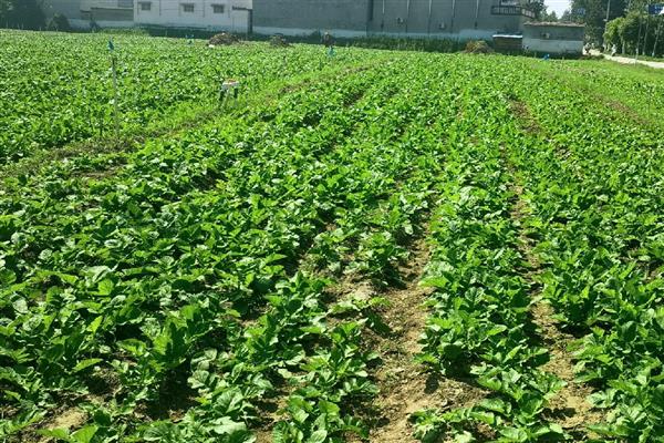 青萝卜的种植株行距，株行距与品种有关