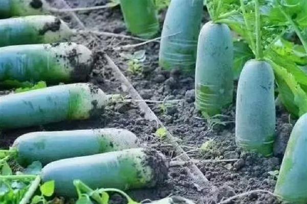 青萝卜的种植株行距，株行距与品种有关