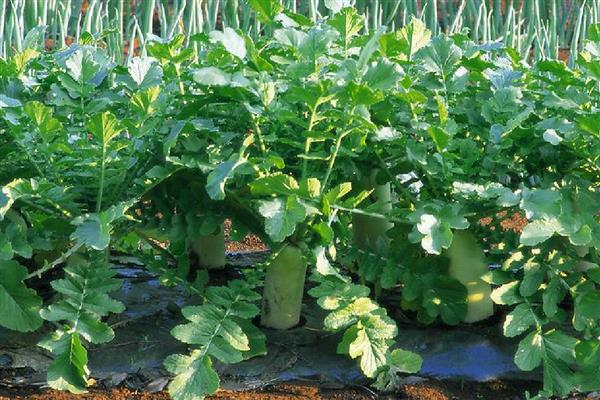 青萝卜的种植株行距，株行距与品种有关