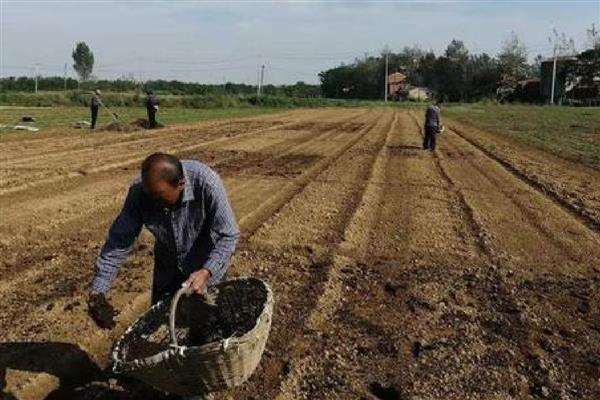 青萝卜的种植株行距，株行距与品种有关