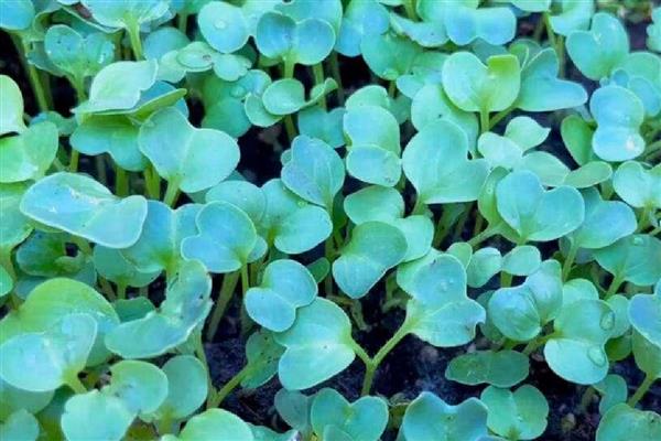 青萝卜的种植株行距，株行距与品种有关