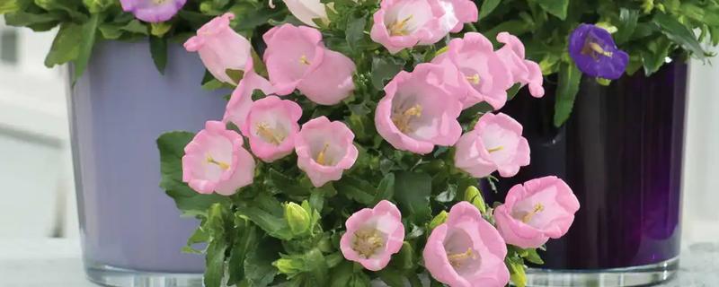 风铃花怎么养殖，夏季要放在阴凉通风的地方