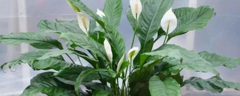 白掌喜欢哪些肥料，喜欢营养液、复合肥等