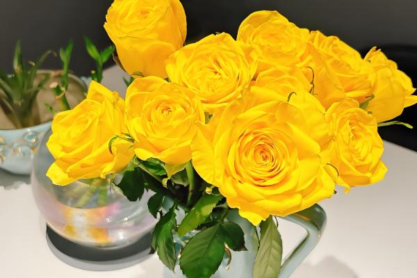 玫瑰花的花语，寓意爱情、美丽、勇敢等