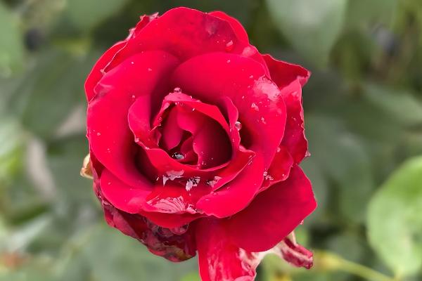 玫瑰花的花语，寓意爱情、美丽、勇敢等