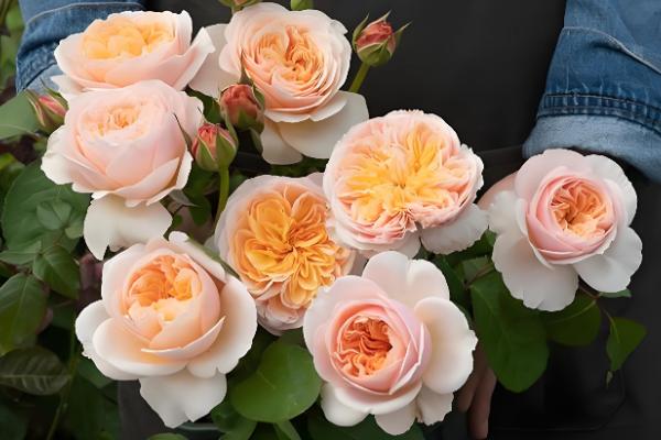 玫瑰花的花语，寓意爱情、美丽、勇敢等