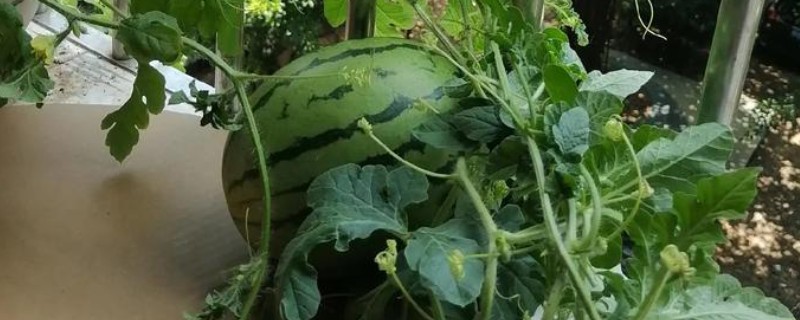 阳台怎么种西瓜，种植前先浸种