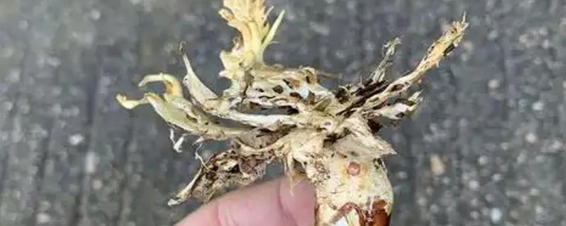 金蝉花是如何形成的，是秋季蝉钻入土中变成蝉蛹