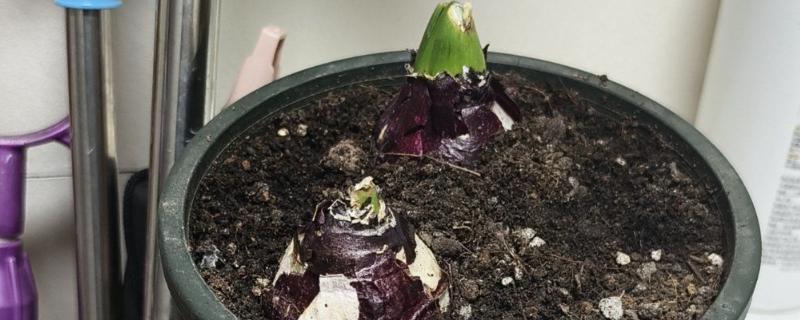 风信子能不能种在土里，土培时要让球茎顶部露出来