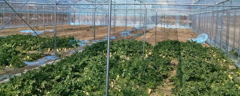 大棚保温新招，有多层膜保温、电灯补光增温等