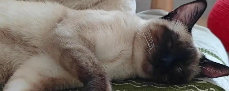 暹罗猫能换主人吗，是可以换主人的