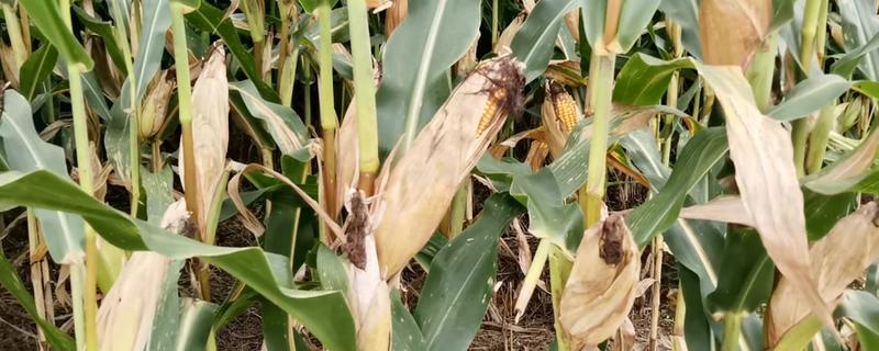 京科968玉米种的特征特性，中抗丝黑穗病等病害