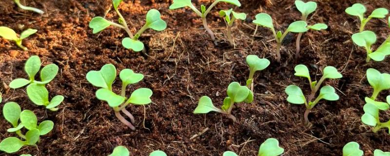 西兰花的育苗技术，播种时一定要均匀