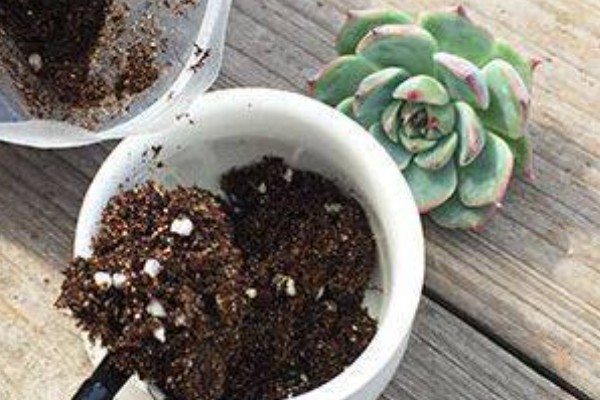 多肉什么时候换盆，春季和秋季均可换盆