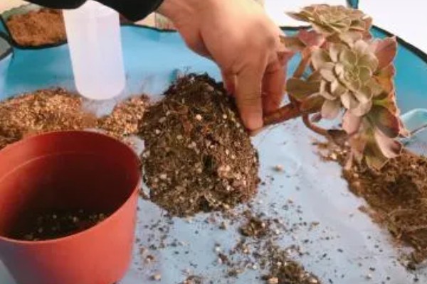 多肉什么时候换盆，春季和秋季均可换盆