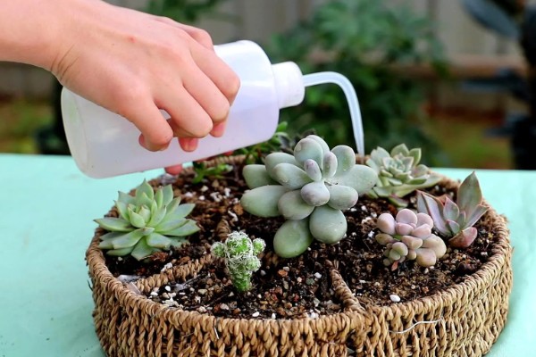 多肉什么时候换盆，春季和秋季均可换盆