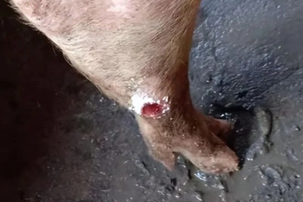 生猪脚发红的原因，可能是散发热量缓慢所致