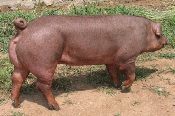 生猪脚发红的原因，可能是散发热量缓慢所致