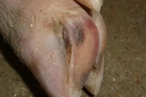 生猪脚发红的原因，可能是散发热量缓慢所致