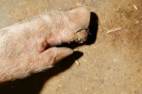 生猪脚发红的原因，可能是散发热量缓慢所致
