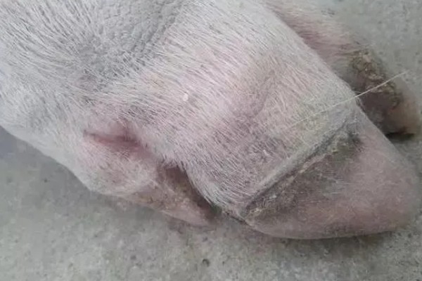 生猪脚发红的原因，可能是散发热量缓慢所致