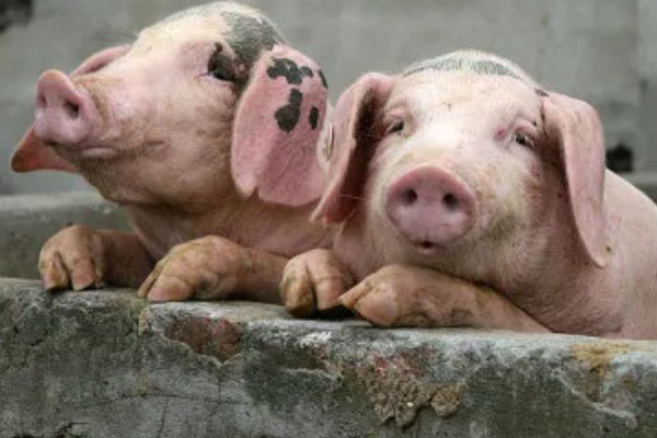 生猪脚发红的原因，可能是散发热量缓慢所致