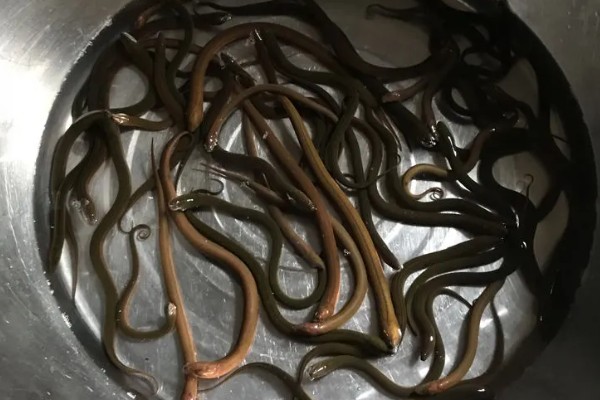 野生黄鳝家里怎么养,要定期进行饲喂