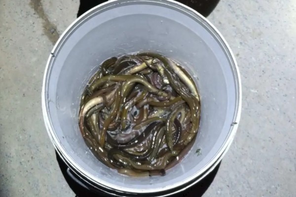 野生黄鳝家里怎么养,要定期进行饲喂