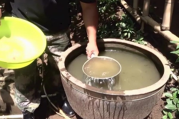 野生黄鳝家里怎么养,要定期进行饲喂