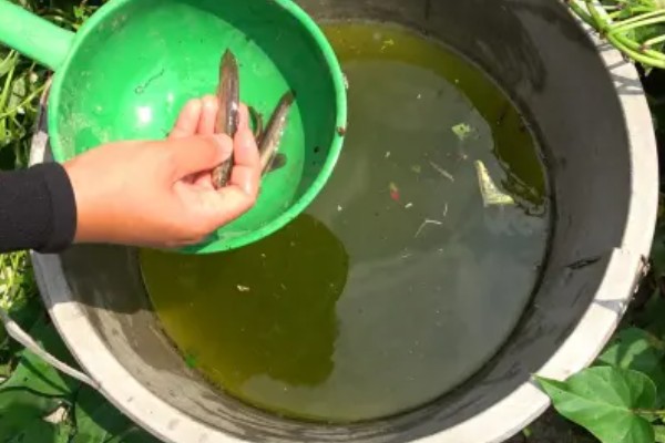 野生黄鳝家里怎么养,要定期进行饲喂