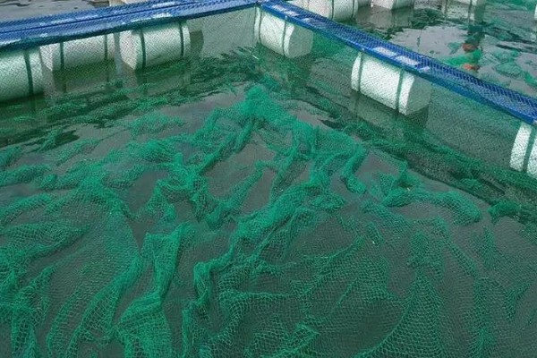 野生黄鳝家里怎么养,要定期进行饲喂