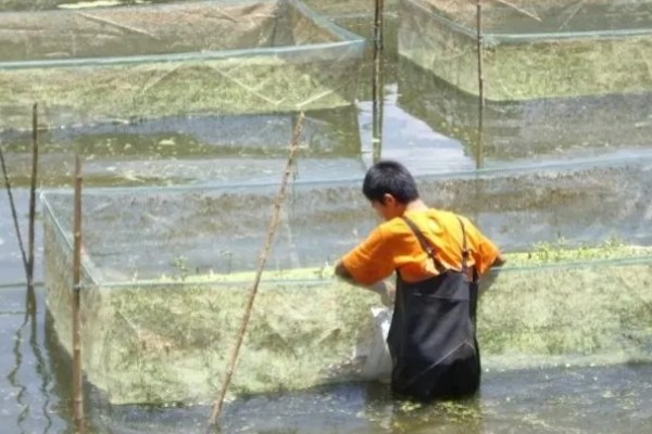 野生黄鳝家里怎么养,要定期进行饲喂