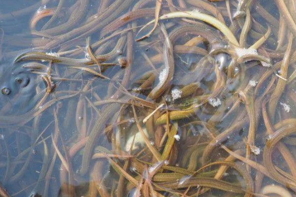 野生黄鳝家里怎么养,要定期进行饲喂
